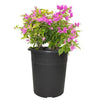 Bougainvillea 03
