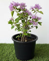 Purple Paper Flower - Bougainvillea Alexandra | Dubai Gardens Glory!