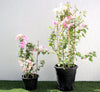 🌸 Bougainvillea Cocoice “Coconut Ice" - Tropical Scent