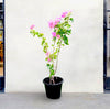 Coconut Ice Bougainvillea Stake plant