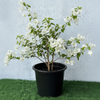 Bougainvillea Glabra - White Paper Flower (30-160cm) | UAE's Favorite!