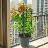 Bougainvillea Gold | Dubai's Favorite Blooms!