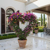Bougainvillea XL Heart Shape Plant