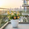 Bougainvillea Orange Mix in 20" Pot - Vibrant Round Beauty