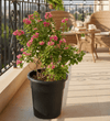 Bougainvillea "Pink Pixie" | Dubai's Favorite Climber!