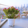 Bougainvillea Pink Pixie in 20" Cosmoplast Round Pot