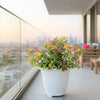Bougainvillea Purple Orange Mix in 20" Cosmoplast Round Pot