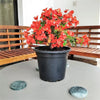 Bougainvillea Red 0.5-0.7m | Dubai's Favorite Floral Display!