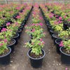 Bougainvillea Spectabilis 'Dark Pink' (30-160cm) | UAE Garden Glory!