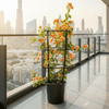 Bougainvillea Orange (30-160cm) | UAE Garden Glory!