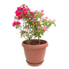 Bougainvillea Decor