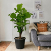 Branched Fig Fiddle Ficus Lyrata Leaf (1.2-1.5m)