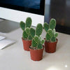 Bunny Ears Cactus Plant (5-8cm)