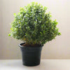 Buxus Boxwood Natural Artistry Plant
