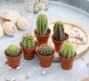 Mini Cactus Mix Indoor Plants