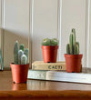 Mixed Cactus Set of 3 Compact Indoor & Outdoor Plants