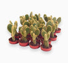Cactus Opuntia Pick Indoor plant