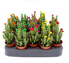 Opuntia Subulata Mini Indoor Cactus