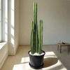 Cactus San Pedro Plant (1.0-1.4m)