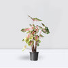 Caladiums Mix Variety Indoor Plant