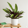 Calathea Lancifolia Rattlesnake Plant