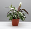 Calathea Leitzei Fusion White Houseplant (25-30cm)