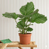 Calathea orbifolia Houseplant