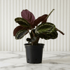 Calathea Peacock Plant (Zebra Plant)