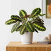 Calathea Prayer Unique Plants