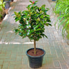 Japanese Camellia SP Plant