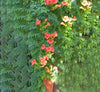 Campsis Radicans Trumpet Vine Plant