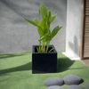 Canna Indica Green in Black GRP Square Pot 30x30 | UAE's Lush Greens!