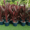 Canna Indica 'Purpurea' (30-50cm) | UAE's Unique Striking Plant!