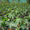 Carica Papaya or Papaya Fruit Tree