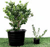 Prostrata Natal Plum Carissa Grandiflora Plant