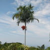 Carpentaria Palm Acuminata Pinnate Palm