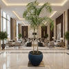Carpentaria Acuminata "Carpentaria Palm" Multi Trunk Palm 2.5-3.0m in Fiber Pot | Dubai Good Greens!