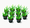 Ice Plant Succulent Native Plant