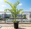 Fishtail Palm - Caryota Mitis | UAE's Lush Tropical Palm!