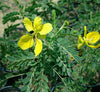 Butterfly Bush Cassia Bicapsularis Best Floral Plant