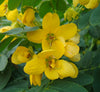 Scrambled Egg Cassia Surattensis Plant
