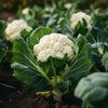 Cauliflower Vegetable Gardening Plant
