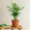 Chamaedorea Elegans, Parlour or Bamboo Palm