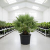 European Fan Palm Tree