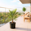 Chamaerops humilis cerifera / European Fan Palm