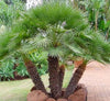 European Fan Palm Chamaerops Humilis Multi Trunk