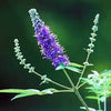 Chaste Tree & Wild Lavender Duo Plant