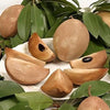 Chickoo Kalapati Manilkara Zapota Plant