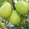 Chinese Guava Psidium Cattleianum Plant