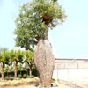 Chorisia Tree Ceiba Speciosa Silk Floss Tree